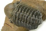 Curled Reedops Trilobite - Beautiful Preservation #275234-3